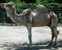 dromedary camel